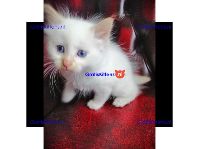 Hypoallergene pure Siberische showklas