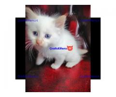 Hypoallergene pure Siberische showklas