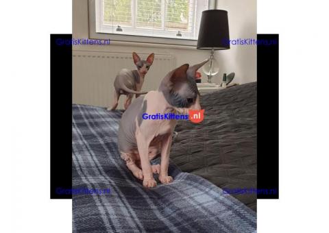 4 prachtige sphynx kittens te koop