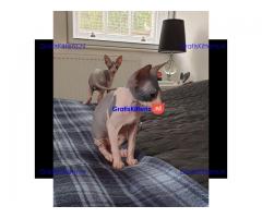 4 prachtige sphynx kittens te koop