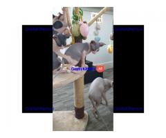 4 prachtige sphynx kittens te koop