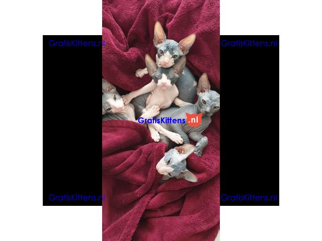 4 prachtige sphynx kittens te koop