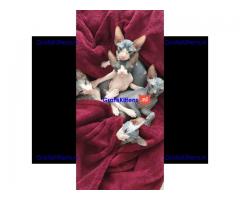 4 prachtige sphynx kittens te koop