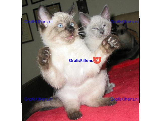 Twee prachtige Siamese kittens!!!