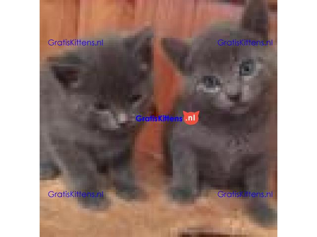 Stamboom Russische blauwe kittens