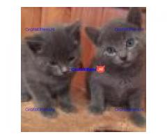 Stamboom Russische blauwe kittens