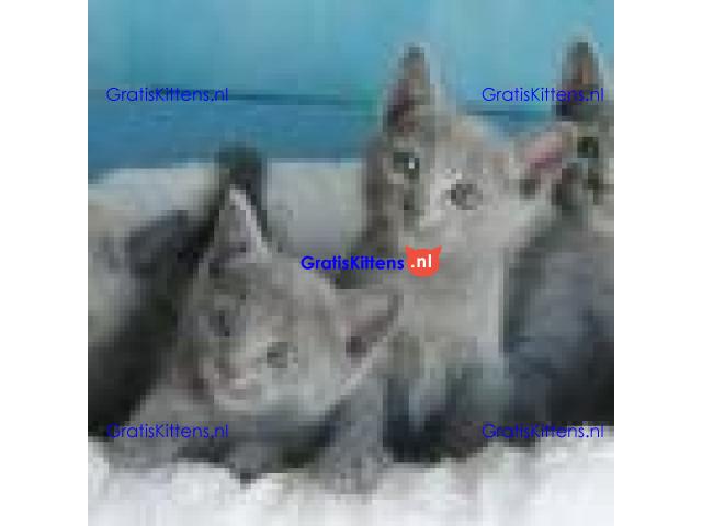 Stamboom Russische blauwe kittens