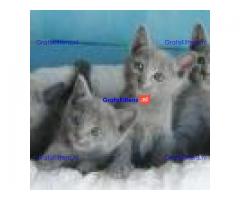 Stamboom Russische blauwe kittens