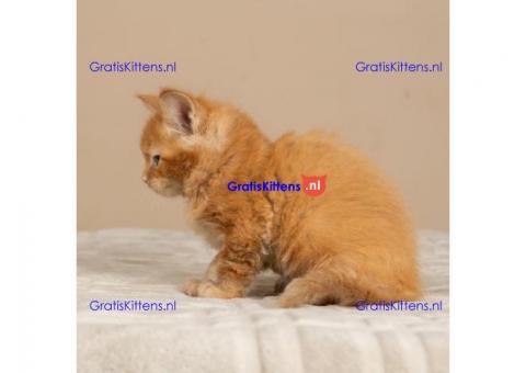 Tica geregistreerde maine coon kittens