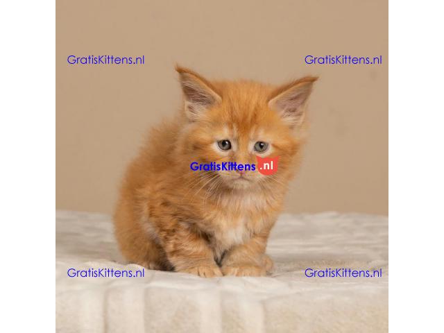 Tica geregistreerde maine coon kittens