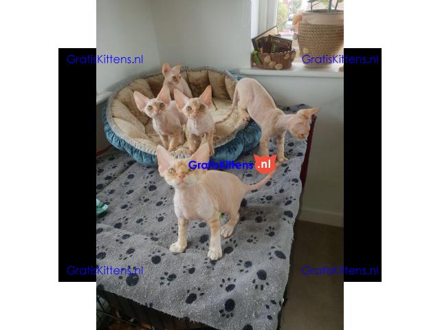 Devon rex lieve jongens en meisjes