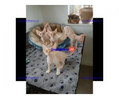 Devon rex lieve jongens en meisjes