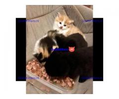 Prachtige blauwe Canadese sphynx kittens