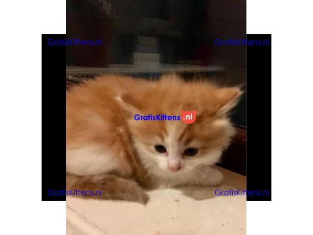 Prachtige blauwe Canadese sphynx kittens