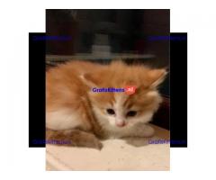Prachtige blauwe Canadese sphynx kittens