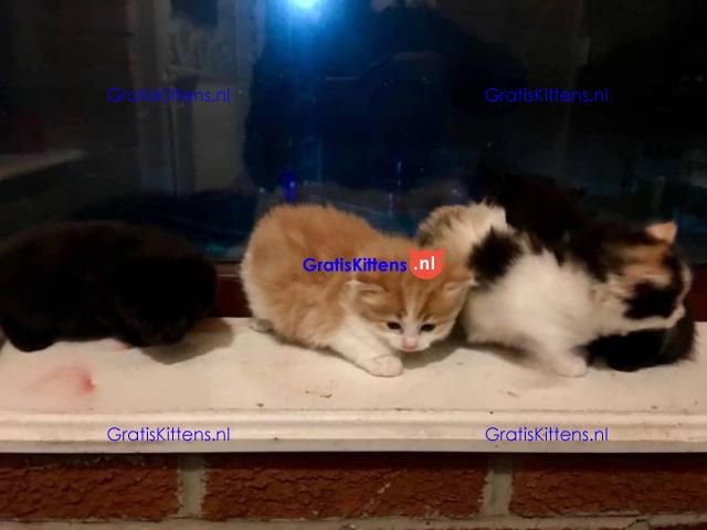 Prachtige blauwe Canadese sphynx kittens
