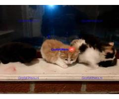 Prachtige blauwe Canadese sphynx kittens