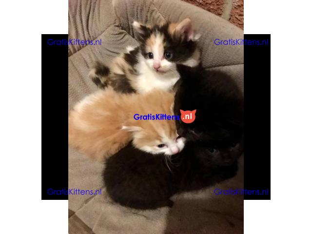 Prachtige blauwe Canadese sphynx kittens
