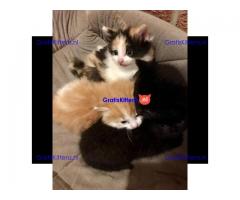 Prachtige blauwe Canadese sphynx kittens