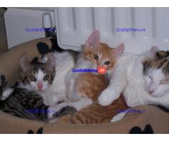 Super stamboom geregistreerde american curl kittens