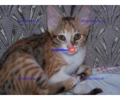 Super stamboom geregistreerde american curl kittens