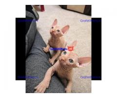 Prachtig nestje sphynx baby's