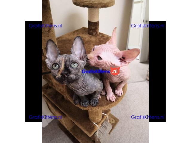 Prachtig nestje sphynx baby's