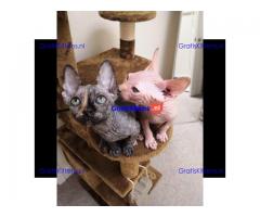 Prachtig nestje sphynx baby's