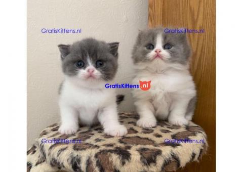 Mooie britse korthaar blauwe kittens