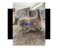 Zilveren scottish fold kittens