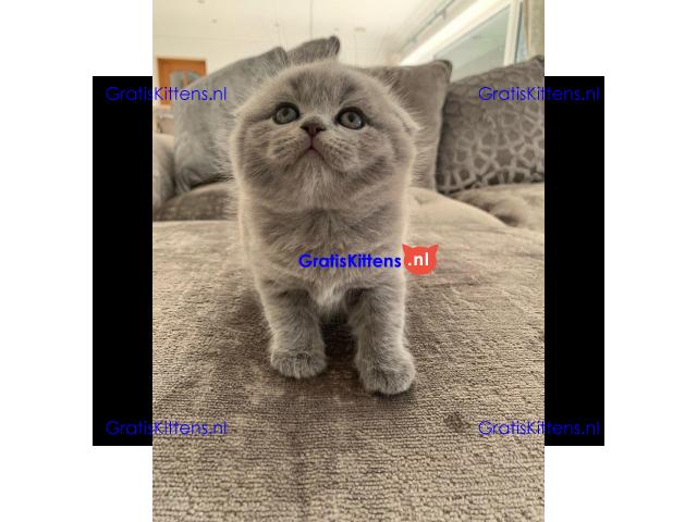 Zilveren scottish fold kittens