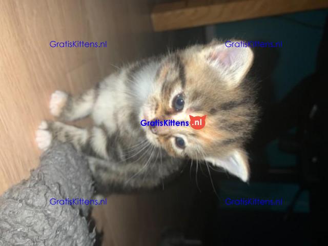 amerikaanse korthaar kittens