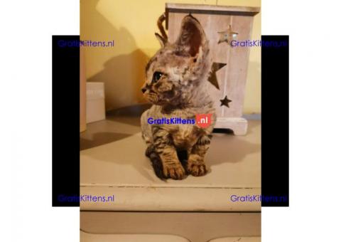 devon rex lieve kittens