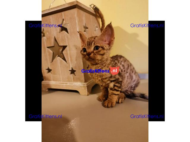 devon rex lieve kittens