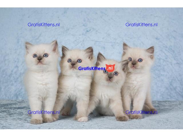 Cattery Kittens te koop €150 Whatsapp-nummer:+32 460224753