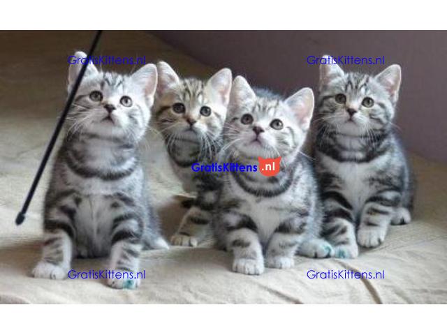 Cattery Kittens te koop €150 Whatsapp-nummer:+32 460224753