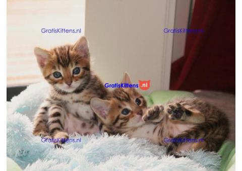 Cattery Kittens te koop €150 Whatsapp-nummer:+32 460224753