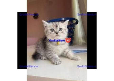Cattery Kittens te koop €150 Whatsapp-nummer:+32 460224753