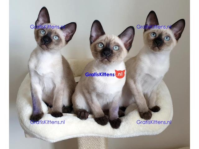 Cattery Kittens te koop €150 Whatsapp-nummer:+32 460224753