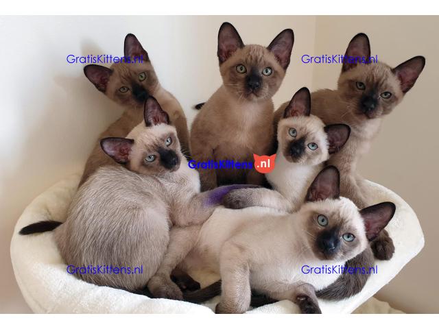 Cattery Kittens te koop €150 Whatsapp-nummer:+32 460224753