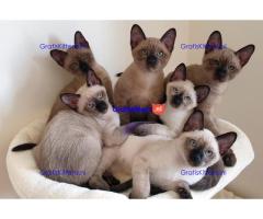 Cattery Kittens te koop €150 Whatsapp-nummer:+32 460224753
