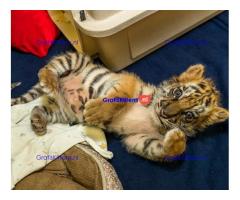 Cattery Kittens te koop €150 Whatsapp-nummer:+32 460224753