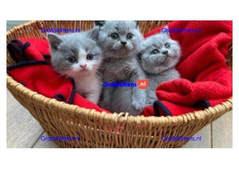 Brits Korthaar Kittens beschikbaar