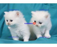 Goed gesocialiseerde Perzische kittens voor adoptie