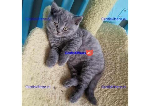 Jolie Mignonne Britse Korthaar Kittens