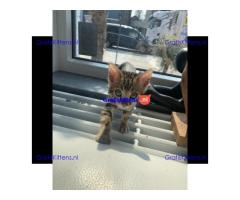 Cattery Kittens te koop €150 Whatsapp-nummer:+32 460224753