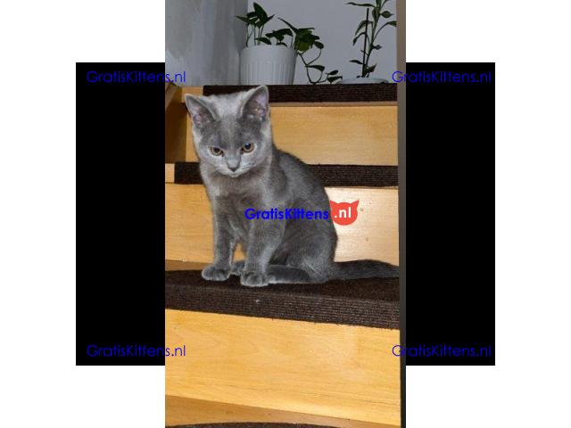Cattery Kittens te koop €150 Whatsapp-nummer:+32 460224753