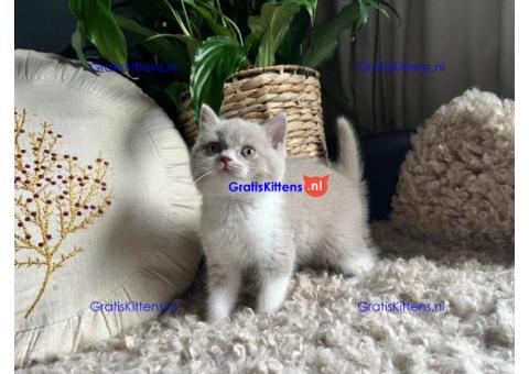 Britse Korthaar/Scottish Fold Blauw en Lilac kitten €150 Whatsapp-nummer: +32 460224753