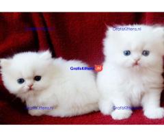 Goed gesocialiseerde Perzische kittens voor adodorptie