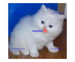 Schattige Perzische kittens ter adoptie